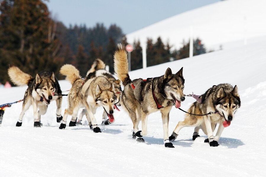 Courses de traîneaux à chiens